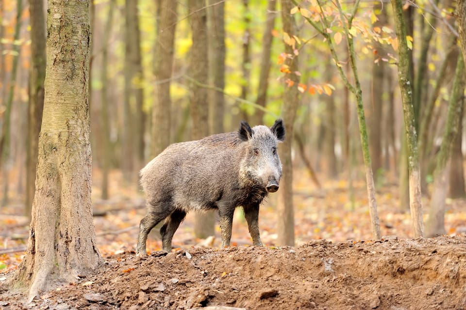 I tyska Schleswig-Holstein ska man införa olika förebyggande åtgärder för att inte afrikansk svinpest ska få fäste.