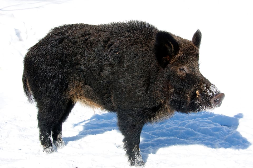 Både landshövdingen och företrädare för jägarorganisationerna på Gotland vill undanröja riksdagsbeslutet att vildsvin är en naturlig del av faunan. Det ska inte gälla på Gotland, anser de.