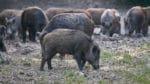 För närvarande är det vildsvin som orsakar de allvarligaste viltskadorna i svenskt jordbruk.