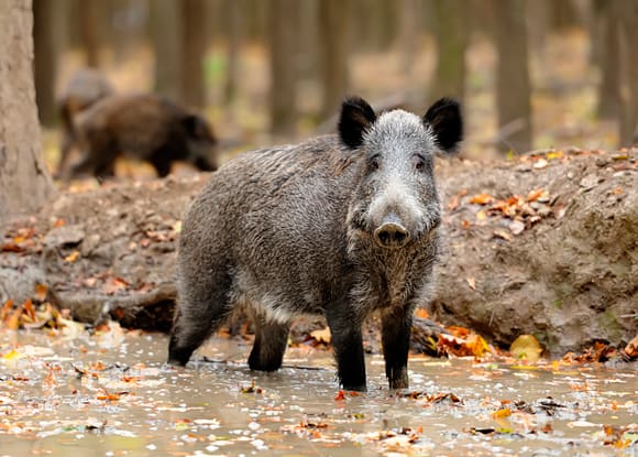 Afrikansk svinpest sprids bland annat via vildsvin. Smittan finns nu ganska n&auml;ra v&auml;stra Europa och orsakar oro hos veterin&auml;rer och myndigheter.
