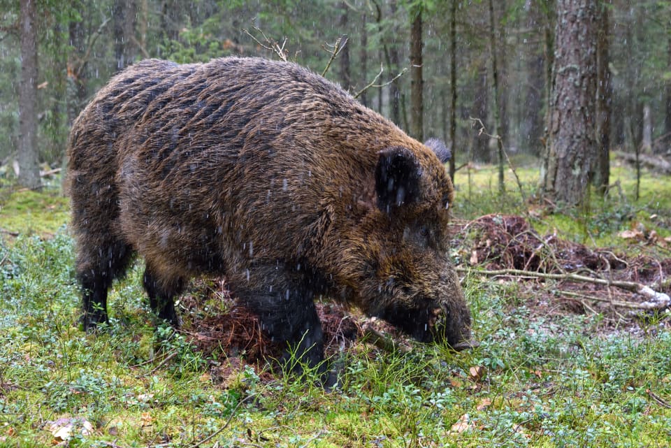 Danmark har ambitionen att få landet fritt från vildsvin.
