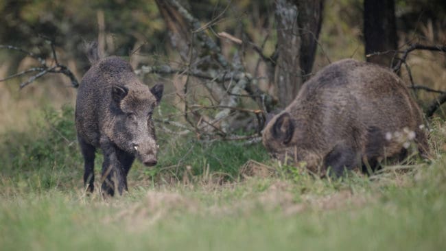 En intensivare vildsvinsjakt kan vara en lösning på den allt mer spridda afrikanska svinpesten.