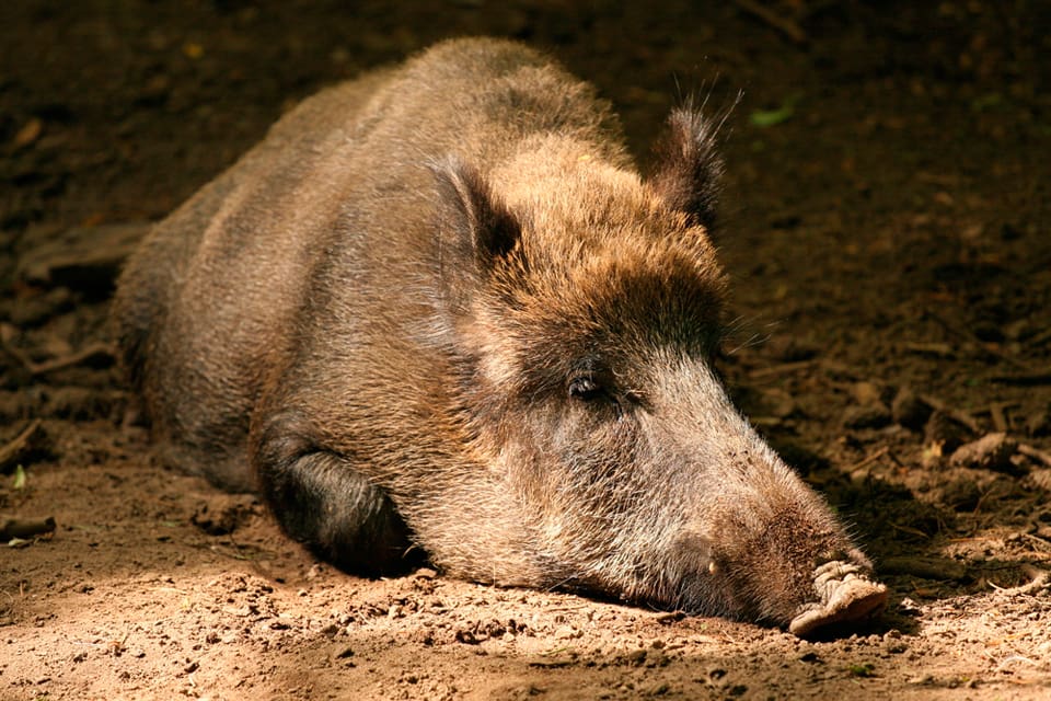 Minst 18 pestdrabbade vildsvin har hittats i ett område på 63 000 hektar i Belgien som spärrats av. Fram till 15 oktober råder jaktförbud i zonen. Sedan ska de cirka 2 500 vildsvinen utrotas på order av EU-kommissionen.