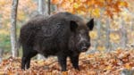 Hittills har 32 döda belgiska vildsvin testats positiva för svinpest-viruset.