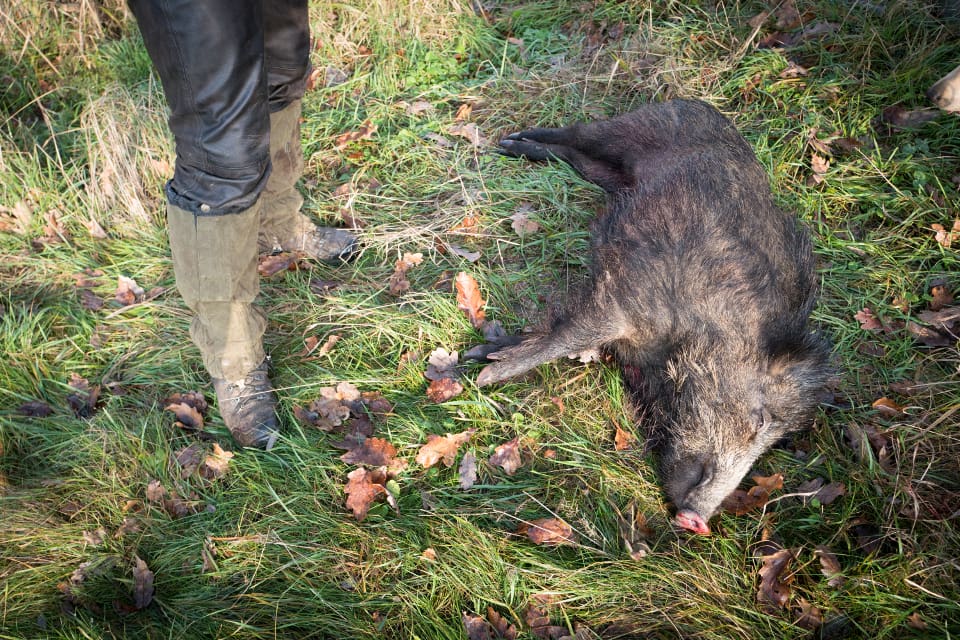 Ungefär en handfull fall av trikinsmittade vildsvin upptäcks varje år i Sverige. (arkivbild)