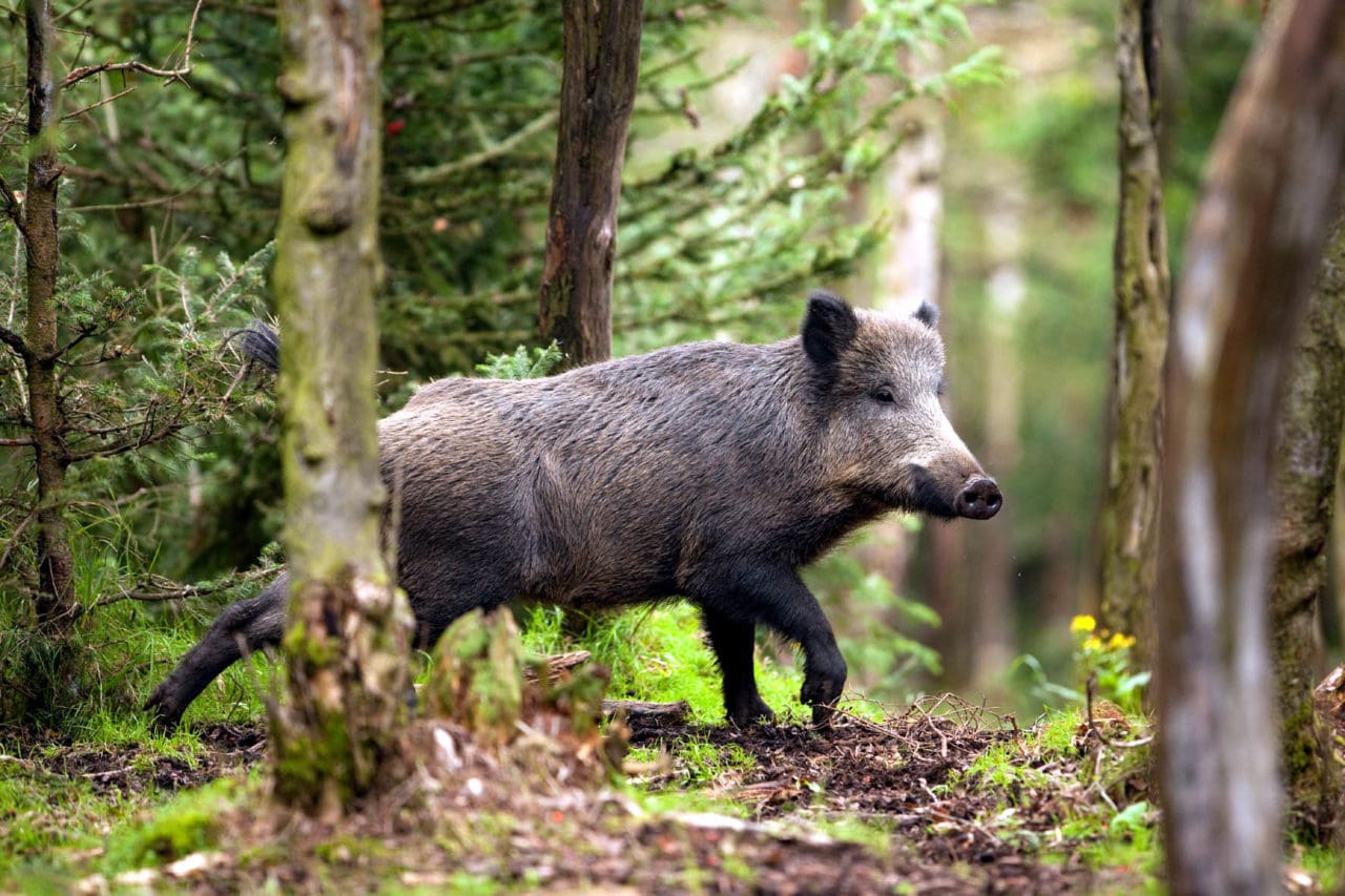 Både i Tyskland och i Sverige agerar nu myndigheterna för att förebygga utbrott av den mycket dödliga sjukdomen afrikansk svinpest, som kommer allt närmare landsgränserna.