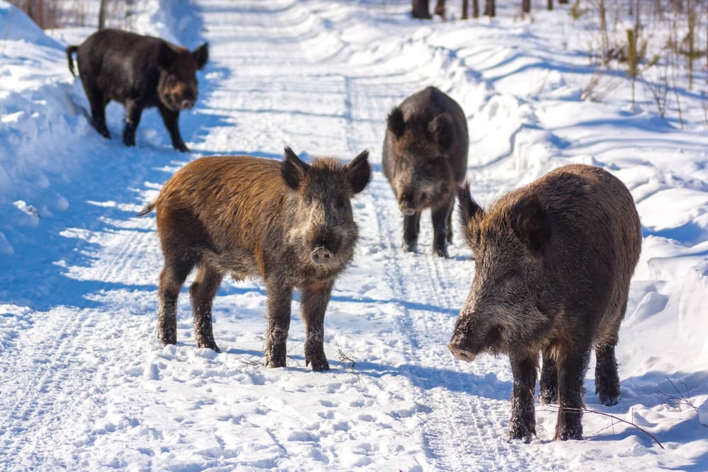 Vildsvinen har blivit så närgångna i Fagersta att jägarna fått tillstånd att jaga i tätbebyggt område.