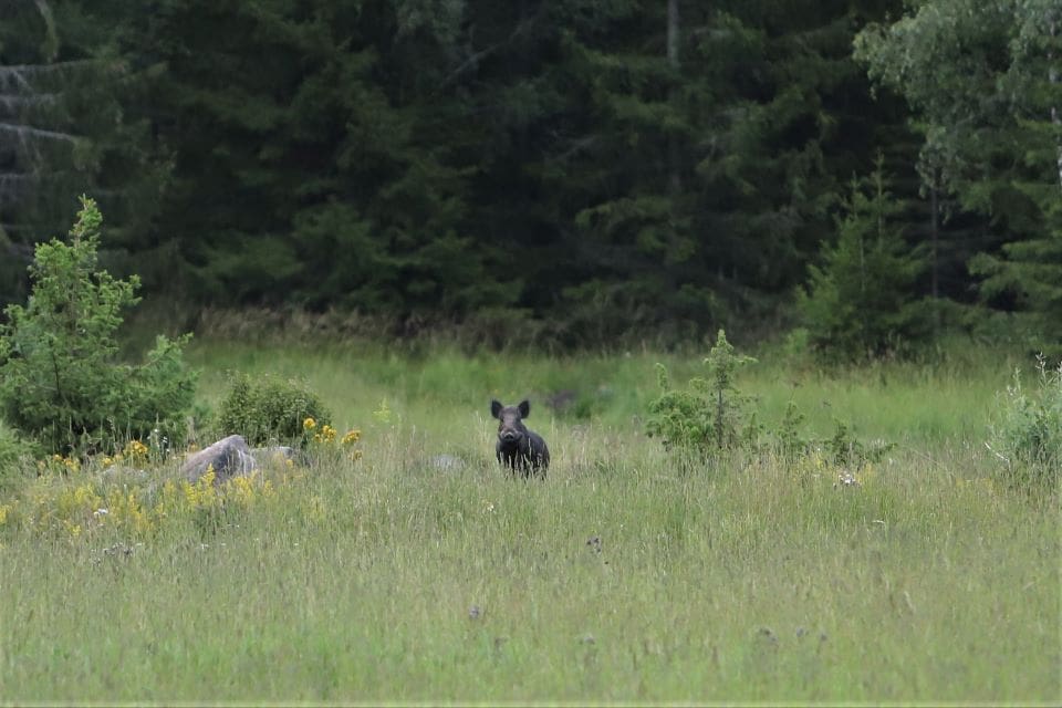 På vilket sätt påverkar utfodring av vildsvin den biologiska mångfalden? Det ska forskare vid SLU ta reda på.