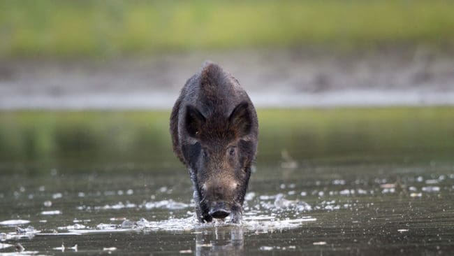 Vildsvinen är goda simmare och har spritt sig i Kalmars skärgård där de ställer till skada bland betande får på öarna.