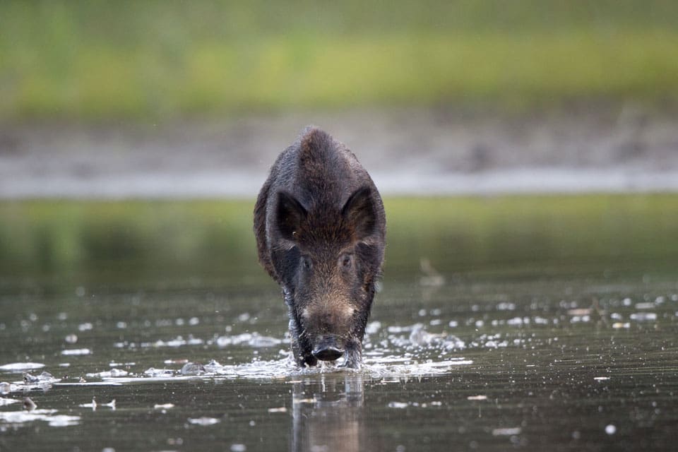 Vildsvinen är goda simmare och har spritt sig i Kalmars skärgård där de ställer till skada bland betande får på öarna.