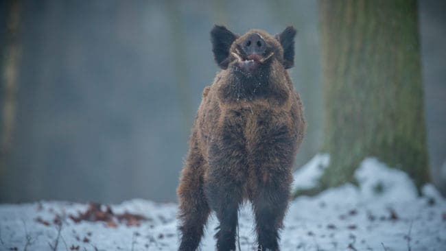Fram till 1 mars ska det skjutas bort 7 500 vildsvin i Estland för att minska riskerna att vildsvinen sprider afrikansk svinpest.
