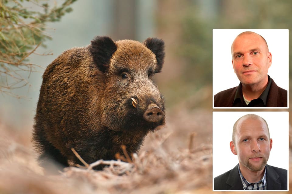 Sverigedemokraterna, genom Runar Filper och Anders Lundberg, tycker inte att ett förbud mot utfodring av vildsvin är rätt väg att gå.