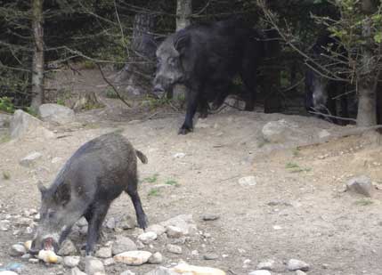 Vildsvin på väg ut till en foderplats. ”Vi som är mitt i svinsmeten måste få hjälp. Vildsvinen är på väg att utrota oss”, säger en drabbad mjölkbonde.