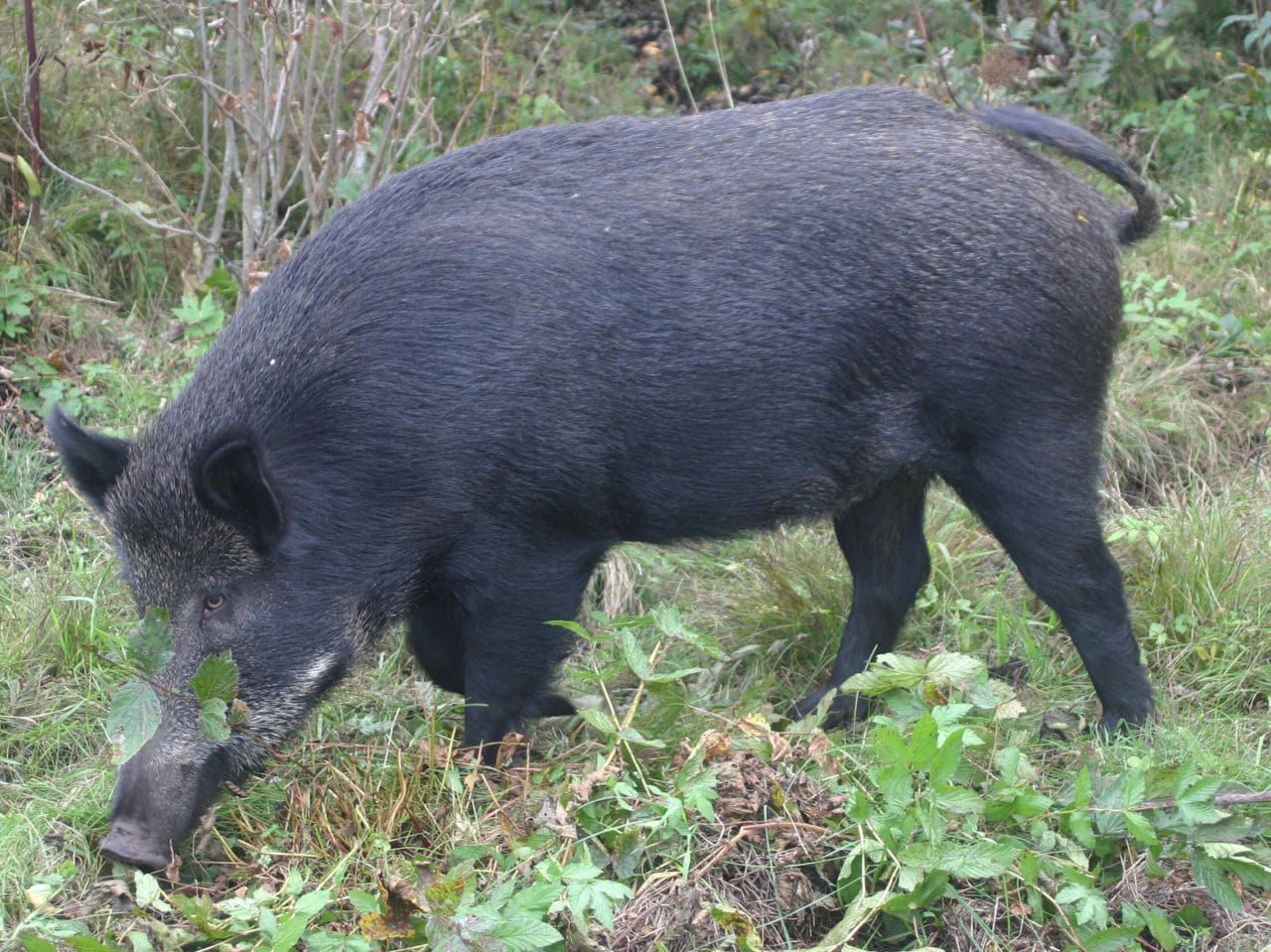 Det är bara jakt med hundar som får vildsvin att förflytta sig längre sträckor och hålla sig borta ett par veckor, enligt SLU-forskarnas pejlingar.