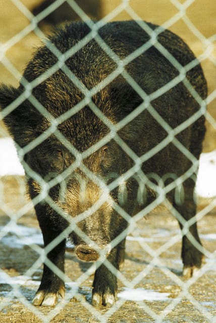 Uppfödning av vildsvin för utsättning på jaktmarkerna, eller hundträning i icke godkända hägn, är exempel på avarter som måste stävjas, anser JRF:s riksviltvårdskonsulent.