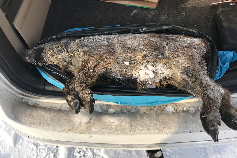 Det döda vildsvinet på Gotland som transporterats bort från vägkanten visade tecken på att vara trafikdödat. Hur vildsvinet kom till ön är ett mysterium. Länsstyrelsen påminner nu om att vildsvin inte får finnas på ön.