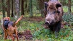Polens senat har tidigare godkänt en jaktfientlig jaktlag. Nu har regeringen drämt till med att vildsvinen i Polen ska utrotas för att stoppa spridningen av svinpest, vilket lett till starka protester både från jägare och forskare.