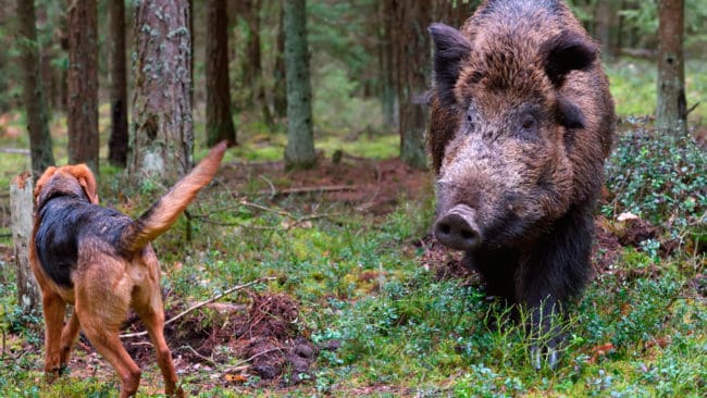 Polens senat har tidigare godkänt en jaktfientlig jaktlag. Nu har regeringen drämt till med att vildsvinen i Polen ska utrotas för att stoppa spridningen av svinpest, vilket lett till starka protester både från jägare och forskare.