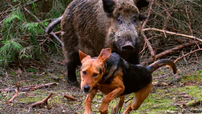 Över 200 jakthundar försäkrade i Agria skadades eller dödades av vildsvin under 2019. Skåne sticker ut som länet med många jakthundar som drabbas av skador.