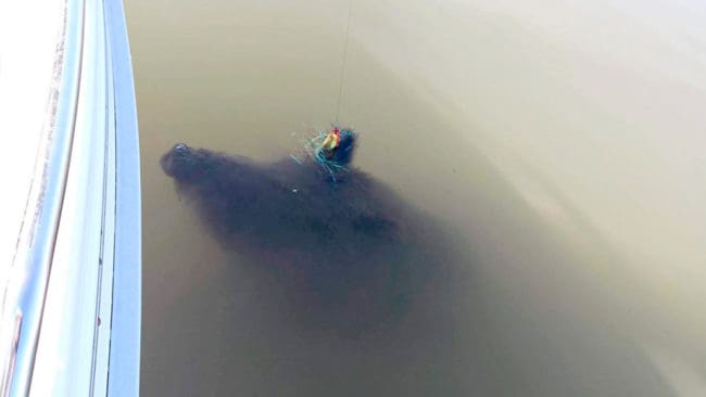Gäddfiskarna fångade ett vildsvin. Ett vildsvinskadaver dök upp vid relingen i Sörfjärden i Mälaren sedan kroken fastnat i högerörat.