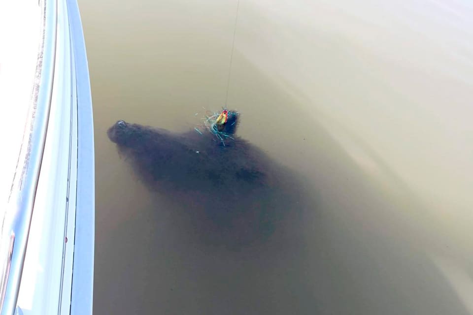 Gäddfiskarna fångade ett vildsvin. Ett vildsvinskadaver dök upp vid relingen i Sörfjärden i Mälaren sedan kroken fastnat i högerörat.