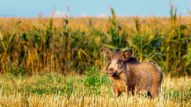 Det döda vildsvinet med svinpest i Tyskland hittades i ett majsfält. Det är både förbud mot jakt och skörd i närheten av fyndplatsen för att förhindra att smittade vildsvin flyr och sprider smittan till andra områden. (Arkivbild)