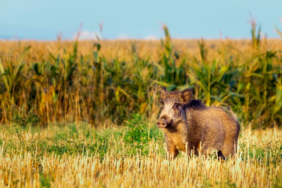 Svinpestsmittade vildsvin ska upptäckas med drönare i Bayern och för att öka jakten på vildsvin har skottpengarna höjts till drygt 1 000 kronor för ett fällt vildsvin.