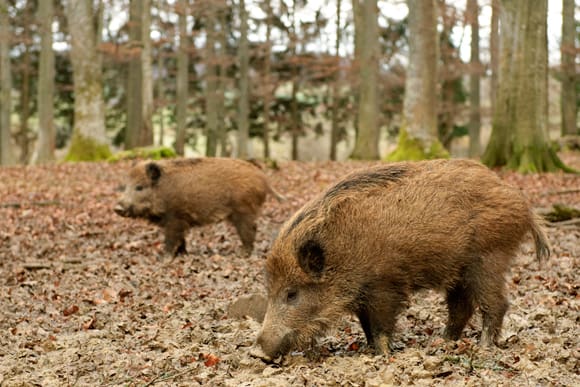 Drygt hälften av de undersökta vildsvinen bar spår av parasiten Toxoplasma godii, vilket visar hur viktigt det är att alltid hetta upp vildsvinskött som ska ätas.