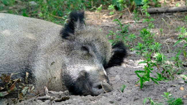 Som väntat är det fler vildsvin med afrikansk svinpest i Tyskland sedan smittan nått förbundslandet Brandenburg. Hittills är det ytterligare fem vildsvin med svinpest i Oder-Spree-området. (Arkivbild)