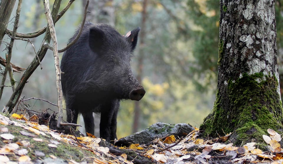 192 kronor för varje vildsvin som fälls utöver föregående års avskjutning är skottpengen som gäller i tyska Landkreis Oder-Spree. (Arkivvbild)