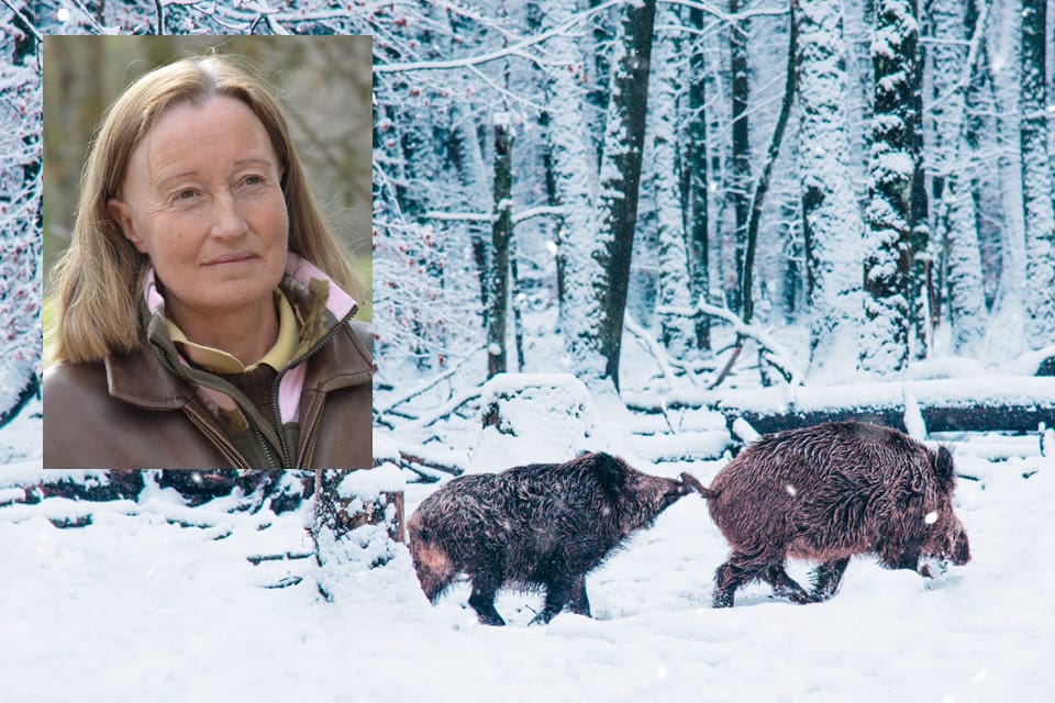 Jägarnas Riksförbund föreslår att det vildsvinskött som säljs ska åtföljas av en kopia på trikintestet. Då behöver inte försäljningen begränsas till hela kroppar. Även mindre bitar kan säljas eller ges bort utan ökad risk för konsumenterna, skriver JRF-basen Solveig Larsson.