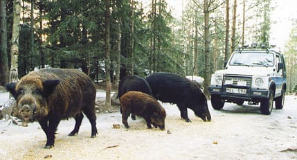 Vildsvin i hägn. LRF-företrädare i Säffle-trakten vill få ett slut på utplantering av vildsvin, som kommer från hägn. Fotot på svin i hägn är taget i annat sammanhang.