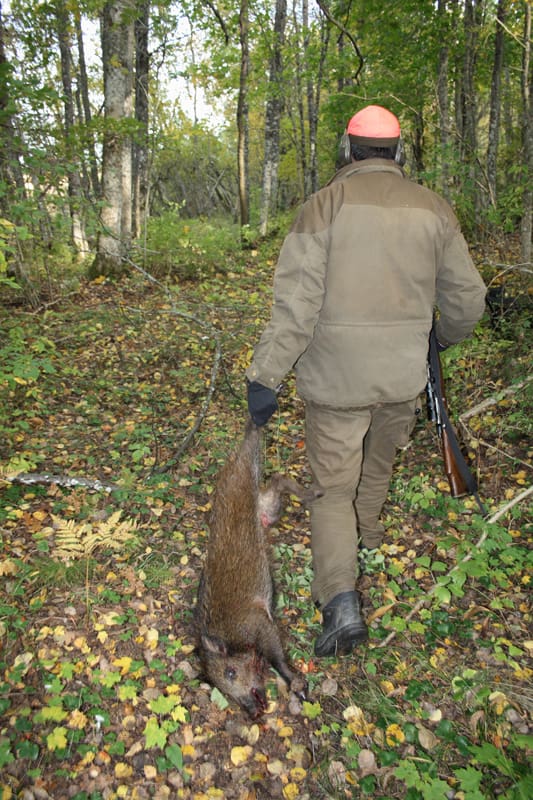 En allt vanligare syn. En jägare släpar hem sitt byte, något som kommer att öka när vildsvinsstammen ökar. Nu förutspås att priserna på det delikata köttet kommer att minska kraftigt.
