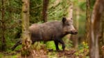 Det danska veterinärinstitutet stöder planerna på ett vildsvinsstängsel mot den tyska gränsen och hänvisar till tjeckiska erfarenheter av att det fungerat att hägna in vildsvin som bär på svinpestsmittan.