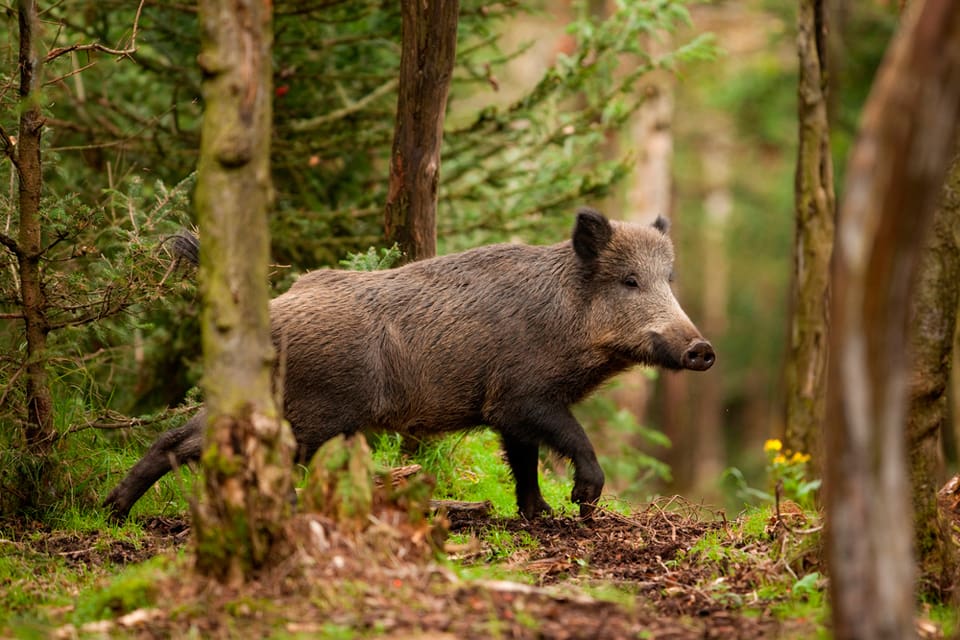 Det danska veterinärinstitutet stöder planerna på ett vildsvinsstängsel mot den tyska gränsen och hänvisar till tjeckiska erfarenheter av att det fungerat att hägna in vildsvin som bär på svinpestsmittan.