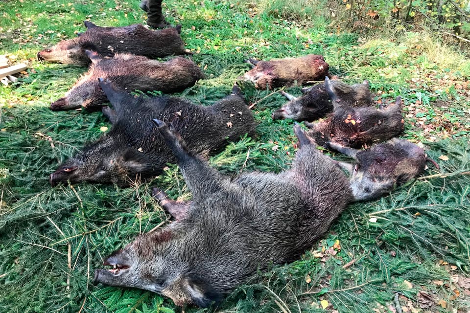 856 000 vildsvin fälldes i Tyskland förra jaktåret, vilket är ett rekord.