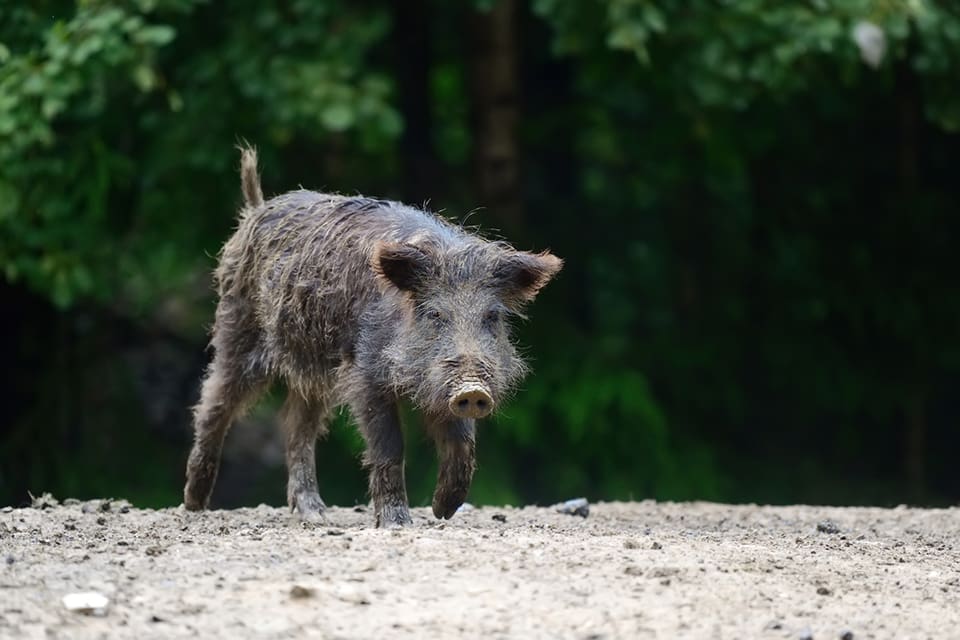 En eftersöksjägare attackerades av vildsvin när denne var ute på uppdrag efter en viltolycka.