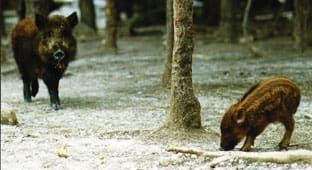 Vildsvinen kommer på bred front. Genom att analysera antalet påkörda vildsvin går det att uppskatta att det nu finns cirka 40 000 vildsvin i Sverige.