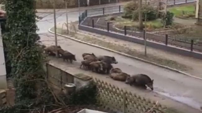 Stora vildsvinsflockar rör sig bland annat i förstaden Kleinmachnow, sydväst om Berlin. Barn körs i bil till skolorna på grund av vildsvinen.