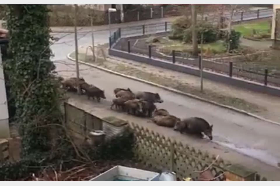 Stora vildsvinsflockar rör sig bland annat i förstaden Kleinmachnow, sydväst om Berlin. Barn körs i bil till skolorna på grund av vildsvinen.