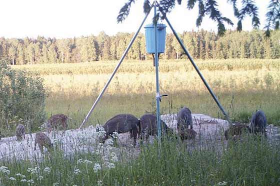 Det föreslås att kameror vid vildsvinsåtlar ska vara anmälningspliktiga i stället för det ska finnas krav på tillstånd.