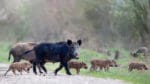 Jägarnas Riksförbund (JRF) vill slopa förbudet att fälla kultingförande suggor och införa förlängda jakttider på bland annat dovvilt.