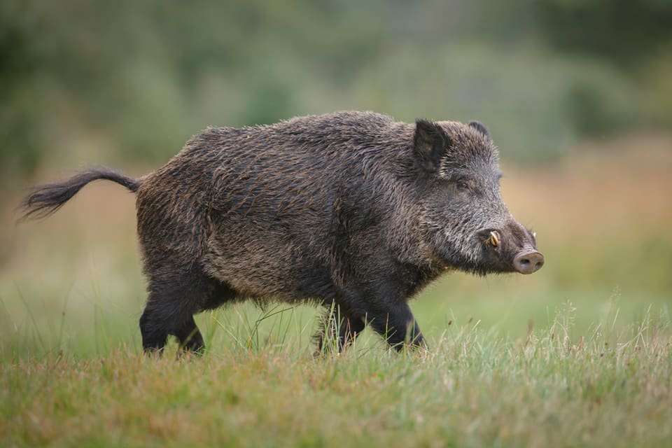 En 25-årig jägare anfölls av vildsvinsgalten han precis skjutit på. (Arkivbild)