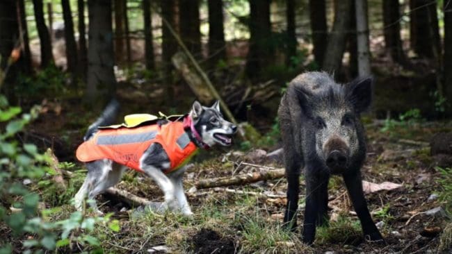 Jakthundsträning i vilthägn innebär en risk för lidande som kan minimeras om hägnen utformas på rätt sätt, och om träningen och hållandet av det hägnade viltet tar hänsyn till djurens behov och förutsättningar, enligt Jordbruksverket.