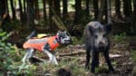Förra året stambokförde SKK 48 anlagstest i vildsvinshägn. 36 hundar blev godkända.
