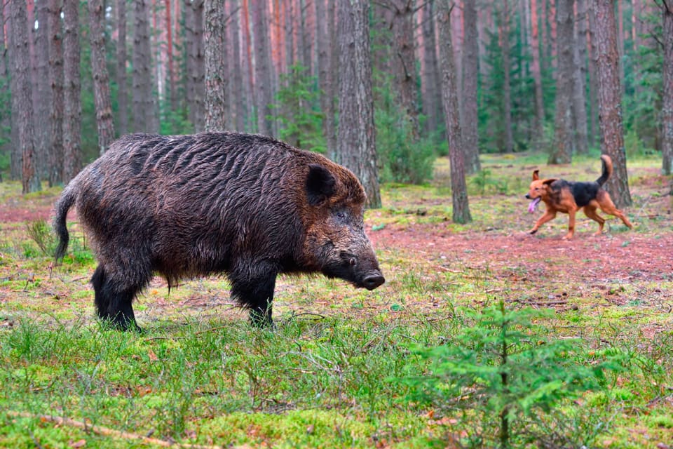 En 75-årig jägare är polisanmäld och utreds för skadegörelse sedan han träffat en jakthund under en vildsvinsjakt i Nybro. Hunden dog av skottskadan. (Arkivbild)