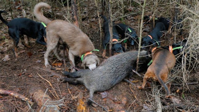 Vildsvinshundar kan smittas av pseudorabies hos vildsvin och dö av virussjukdomen. Det visar senast ett fall i Tyskland, då en foxterrier dog efter en vildsvinsjakt.