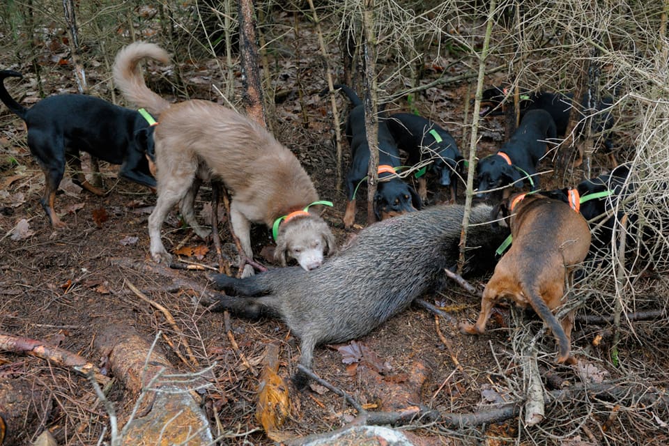 Vildsvinshundar kan smittas av pseudorabies hos vildsvin och dö av virussjukdomen. Det visar senast ett fall i Tyskland, då en foxterrier dog efter en vildsvinsjakt.
