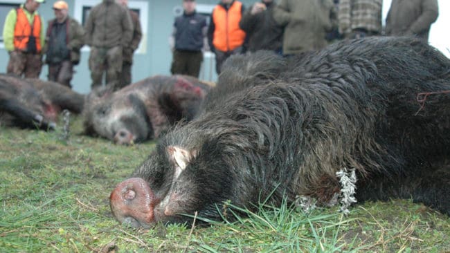 SVT borde även ha låtit jägare komma till tals när det gäller att det fälls för få skadegörande vildsvin, tycker en insändarskribent, som är trött på att höra att det hela tiden är jägarnas fel att vildsvinsstammen ökar okontrollerat.