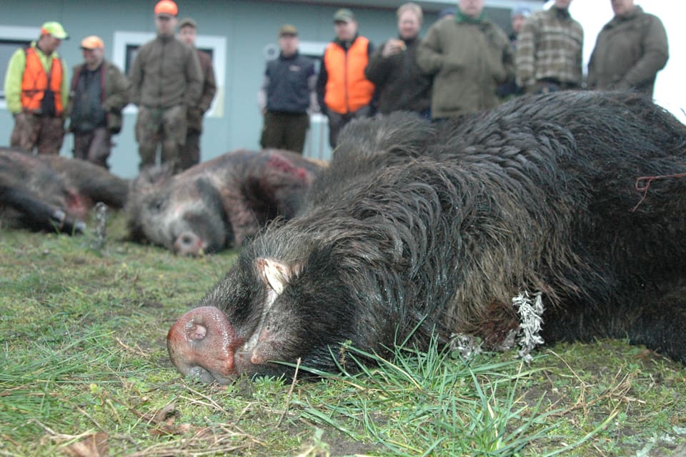 SVT borde även ha låtit jägare komma till tals när det gäller att det fälls för få skadegörande vildsvin, tycker en insändarskribent, som är trött på att höra att det hela tiden är jägarnas fel att vildsvinsstammen ökar okontrollerat.